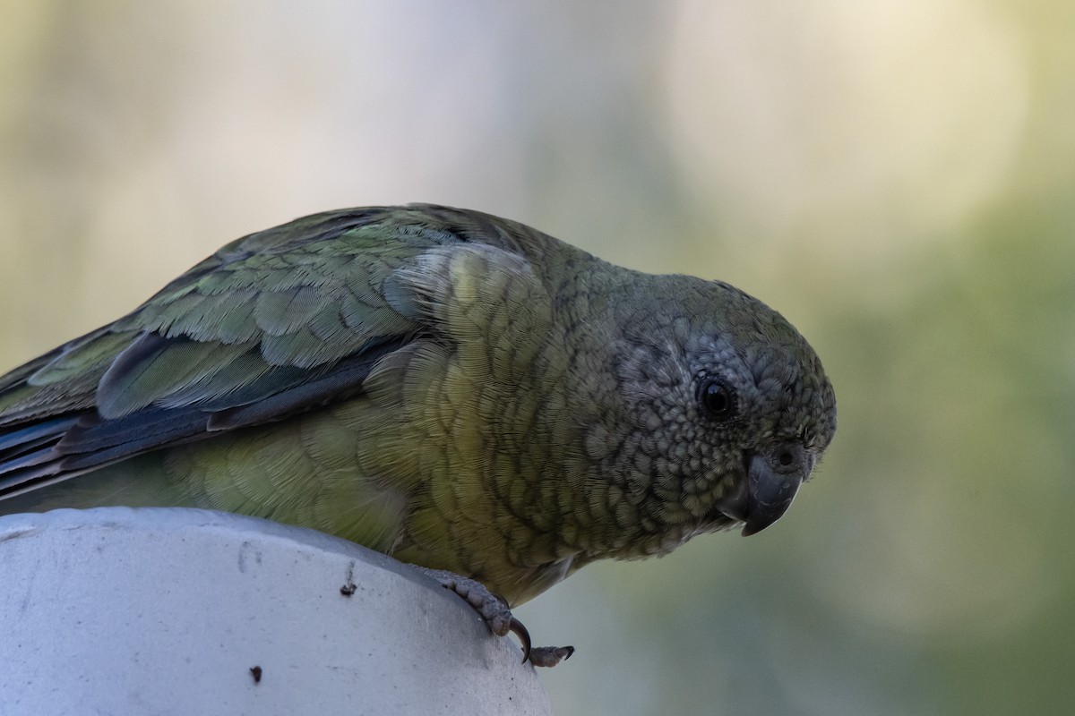 Red-rumped Parrot - ML611618031