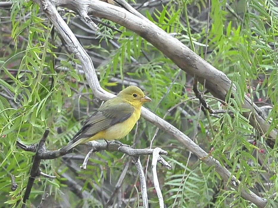 Hepatic Tanager (Highland) - ML611618040