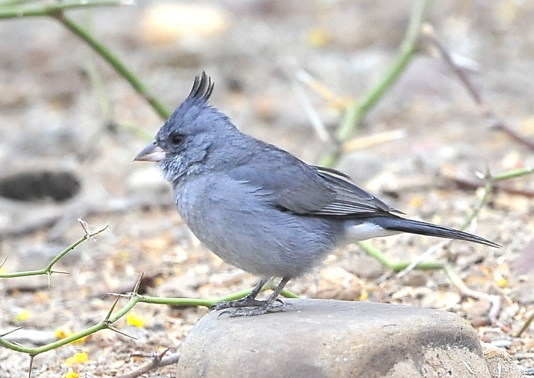Gray-crested Finch - ML611618068