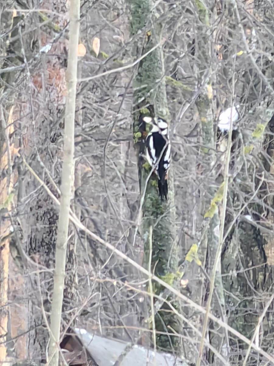 Great Spotted Woodpecker - Виктория Приходько