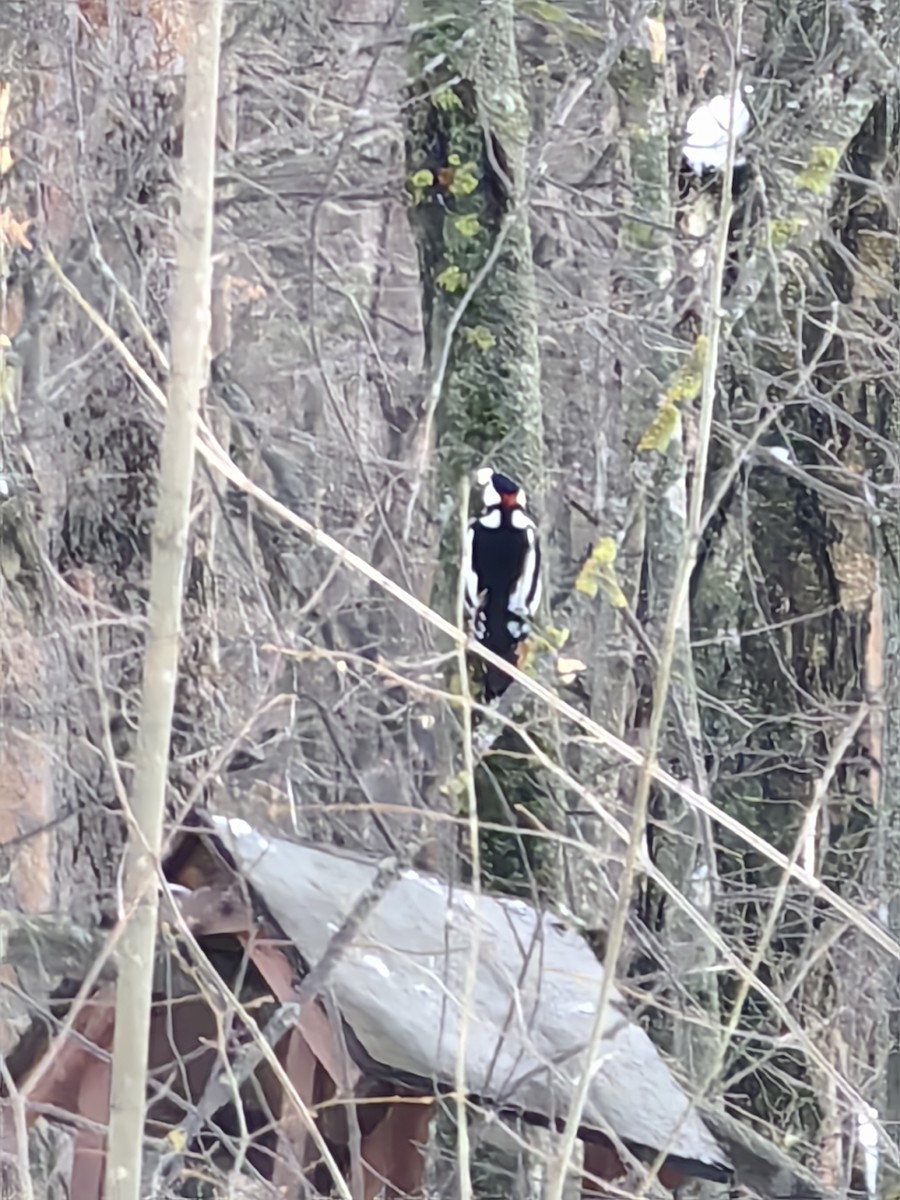 Great Spotted Woodpecker - ML611618077