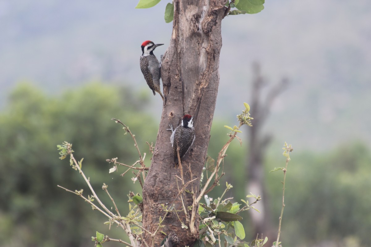 Bearded Woodpecker - ML611618473