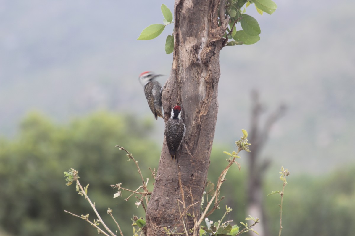 Bearded Woodpecker - ML611618474
