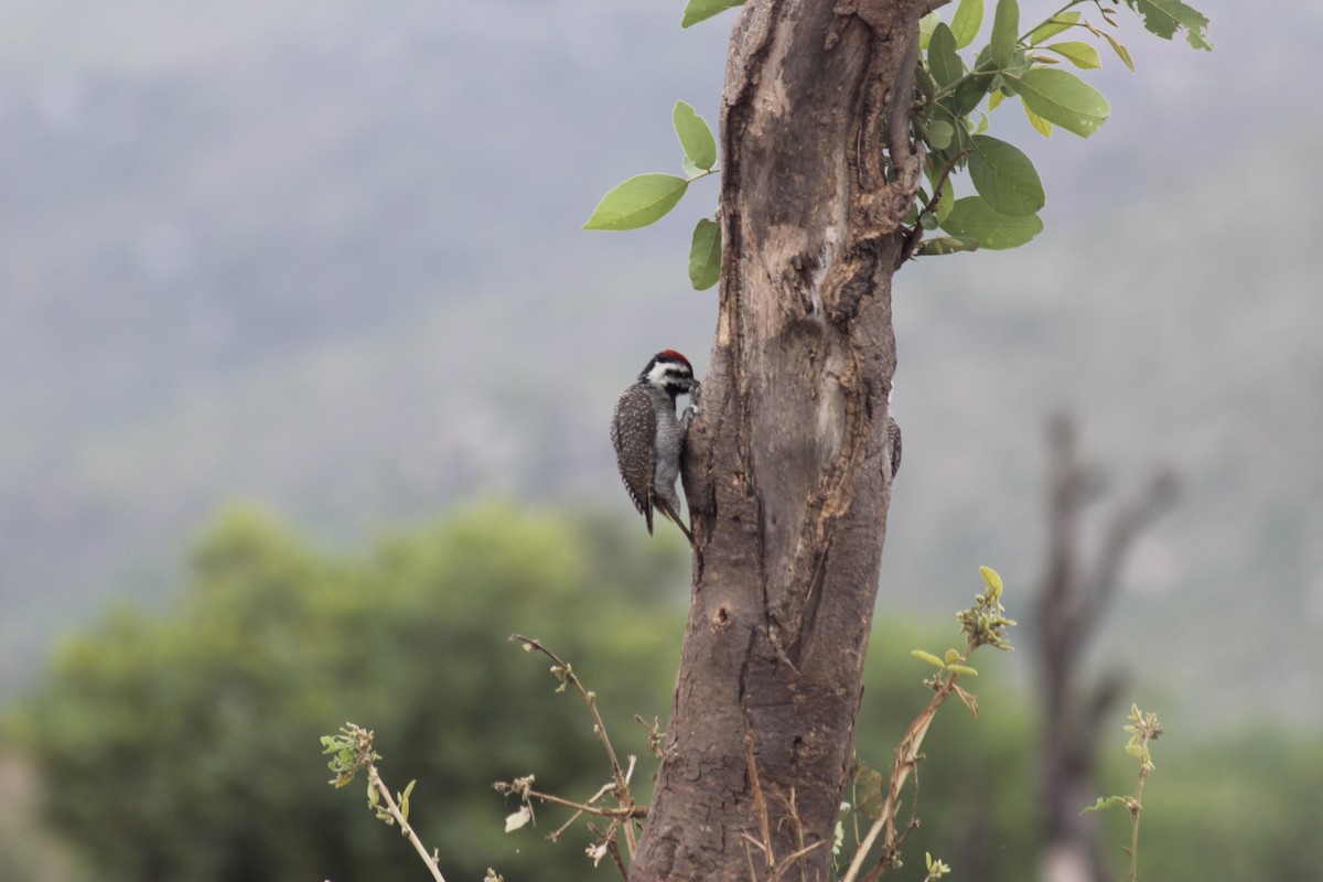 Bearded Woodpecker - Renato Brazerol