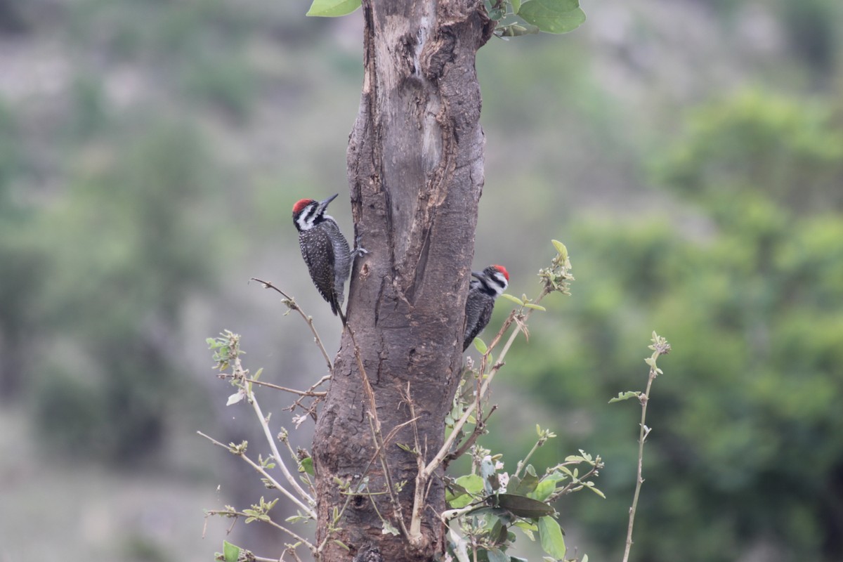 Bearded Woodpecker - ML611618476