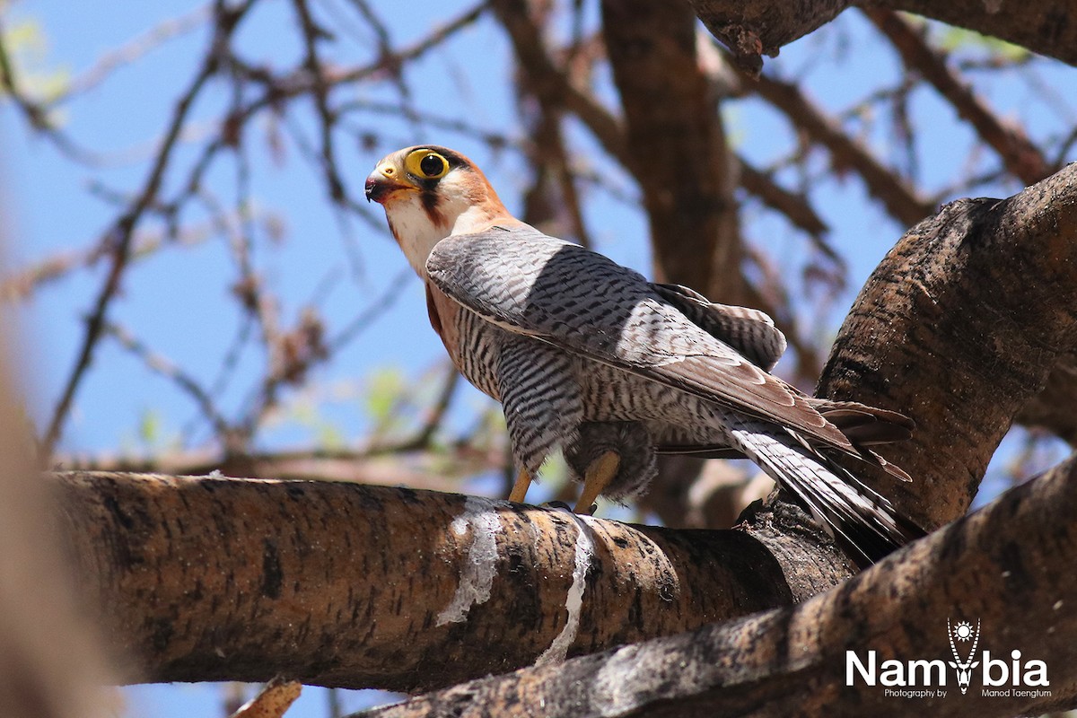 Red-necked Falcon (African) - ML611618481