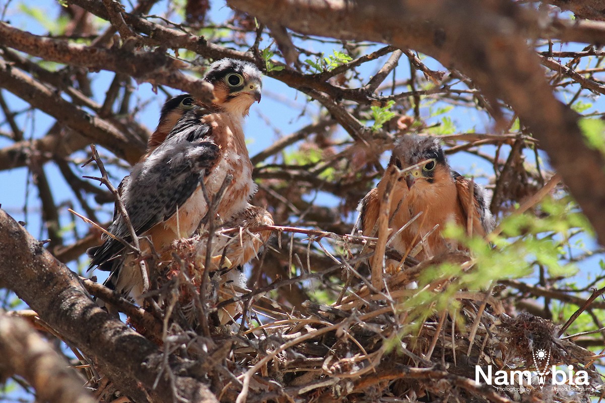 Red-necked Falcon (African) - ML611618482