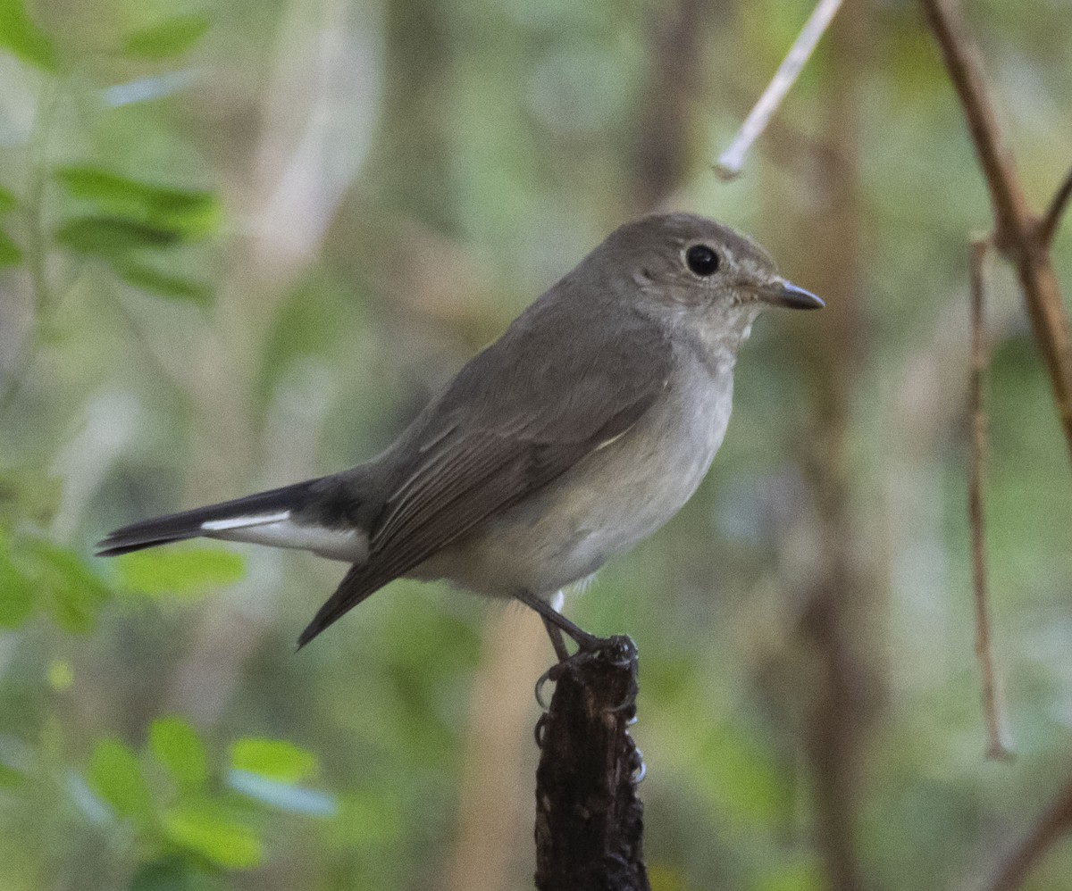 Red-breasted Flycatcher - ML611618502