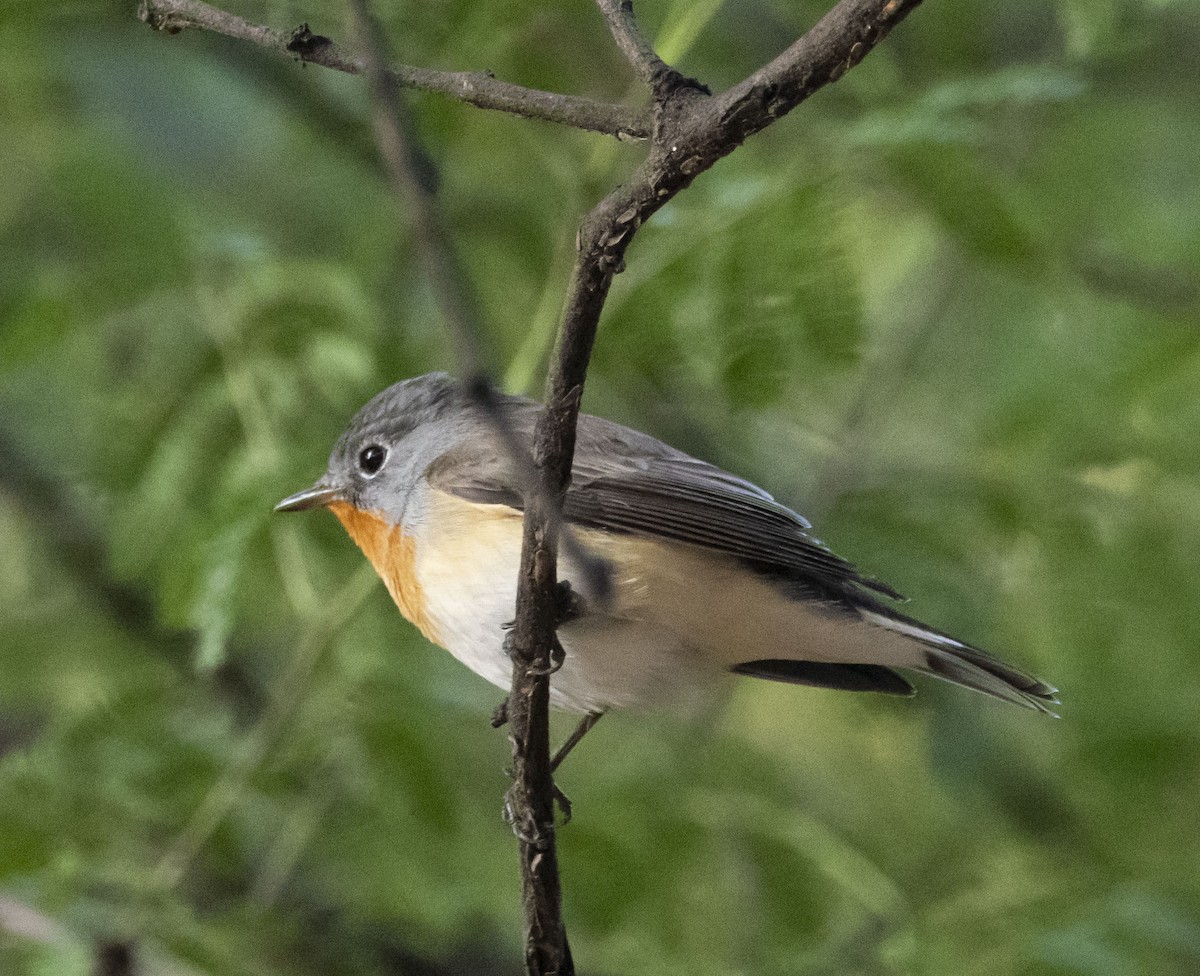 Red-breasted Flycatcher - ML611618503