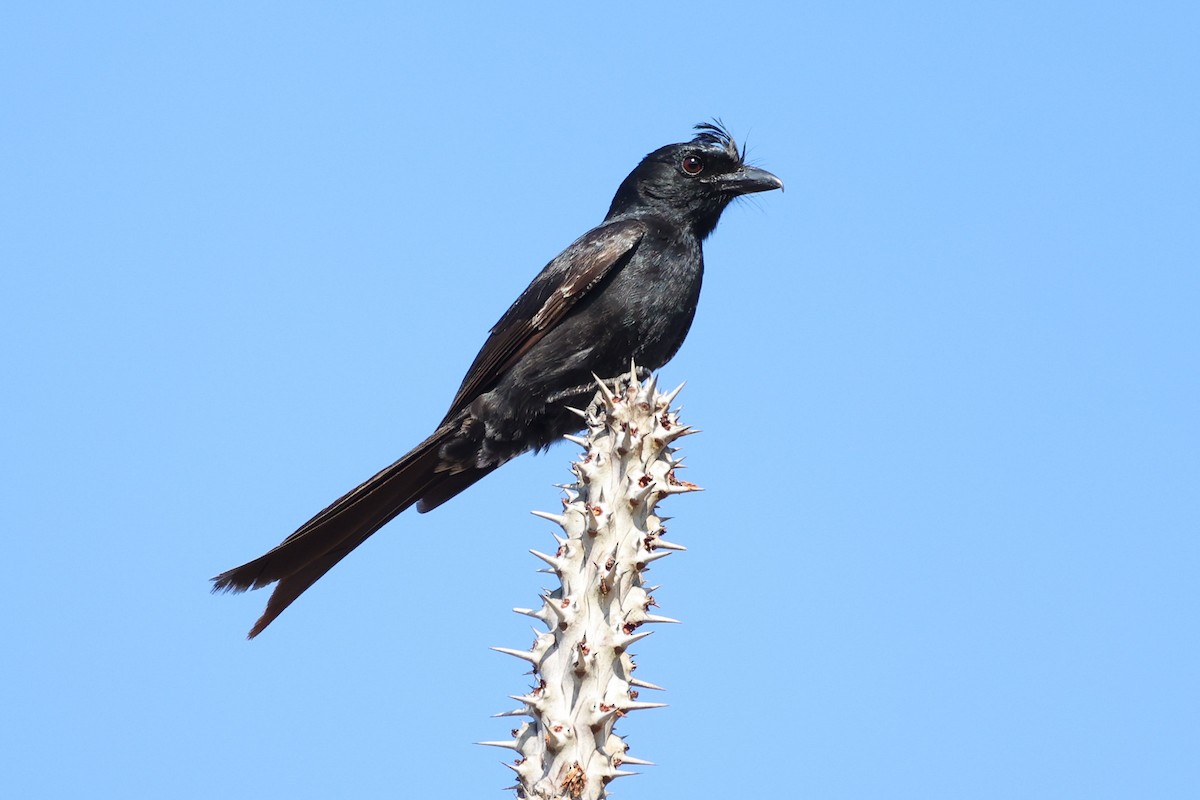 Crested Drongo - ML611618670
