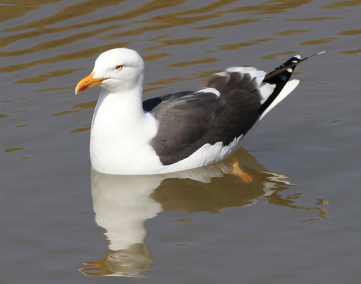 Lesser Black-backed Gull (graellsii) - ML611618845