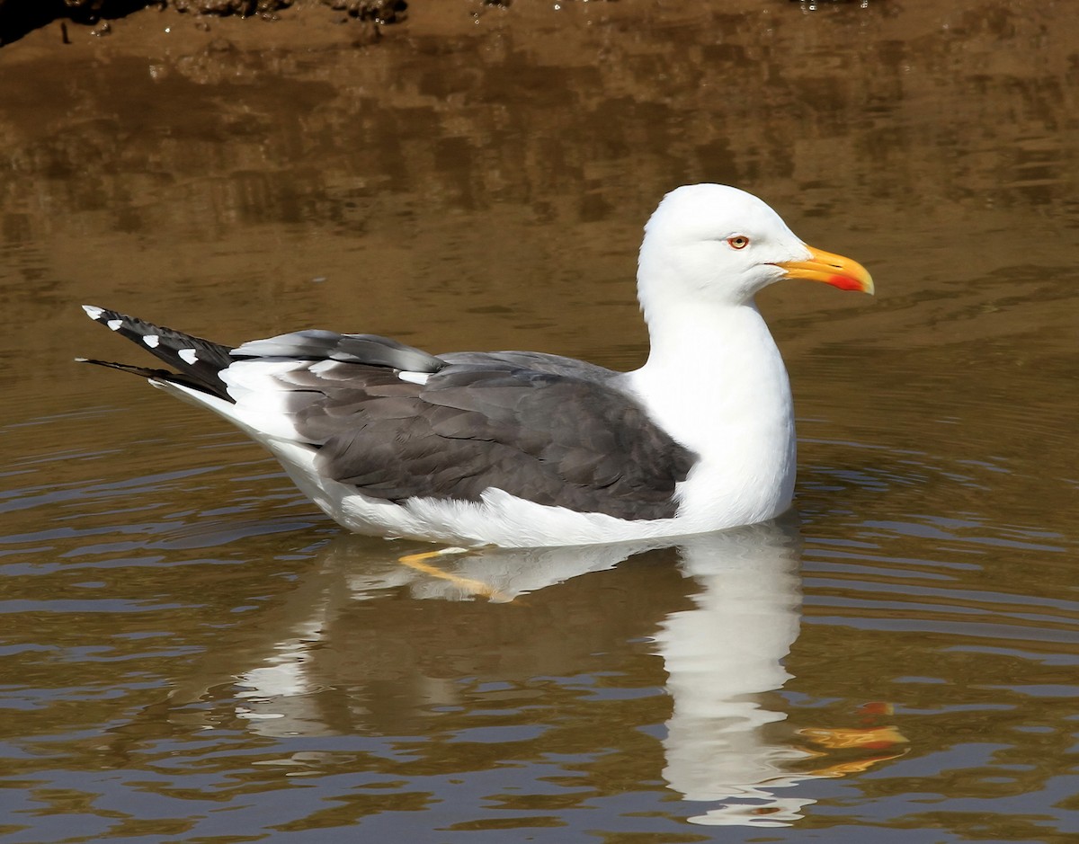 Lesser Black-backed Gull (graellsii) - ML611618846