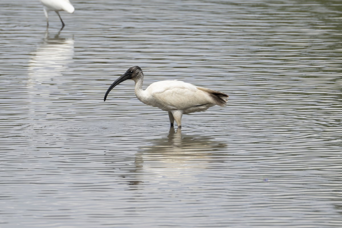 ibis černohlavý - ML611619202