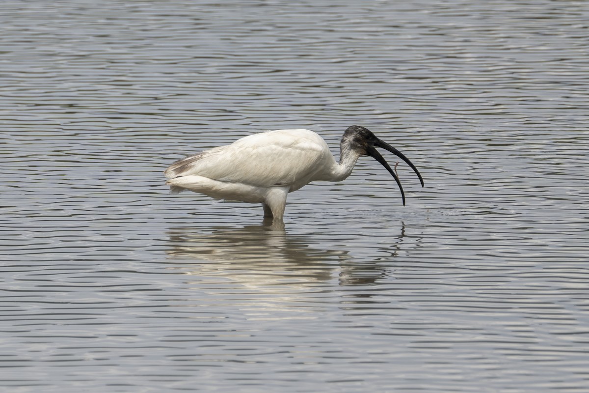 ibis černohlavý - ML611619203