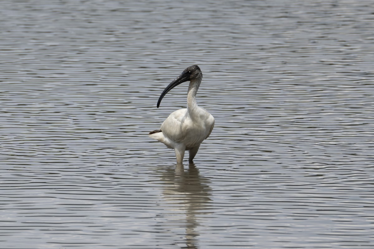 ibis černohlavý - ML611619204