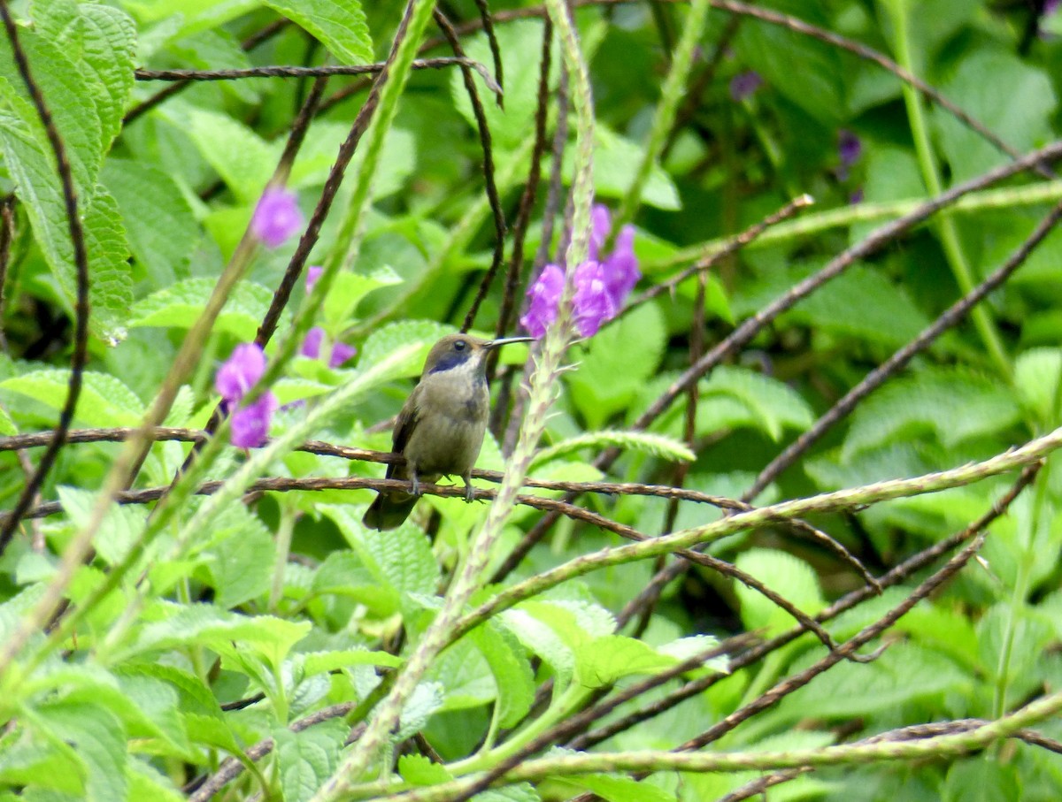kolibřík fialovouchý - ML611619394