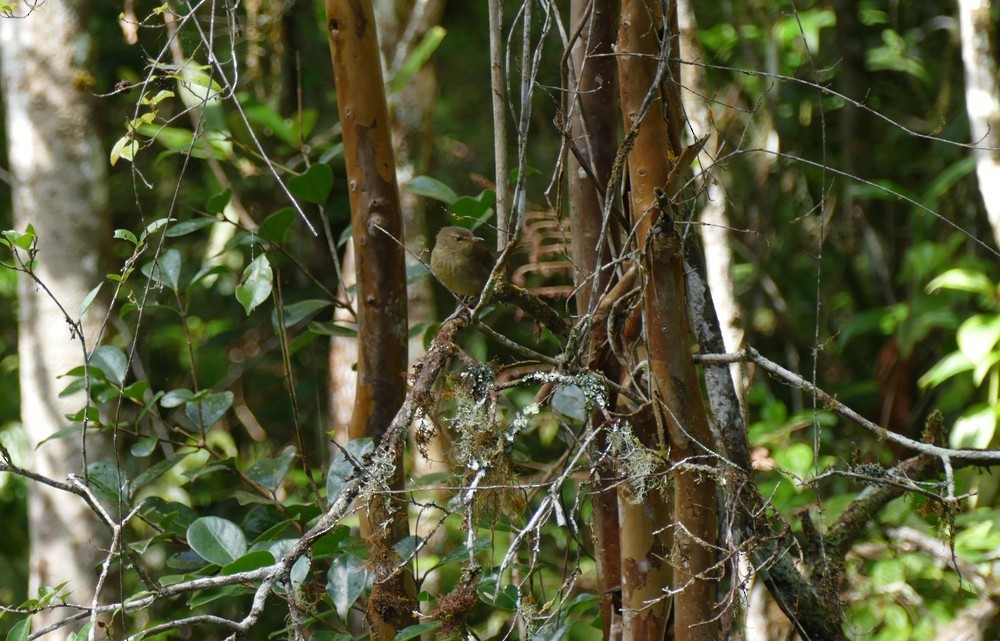 Malagasy Brush-Warbler - ML611619601