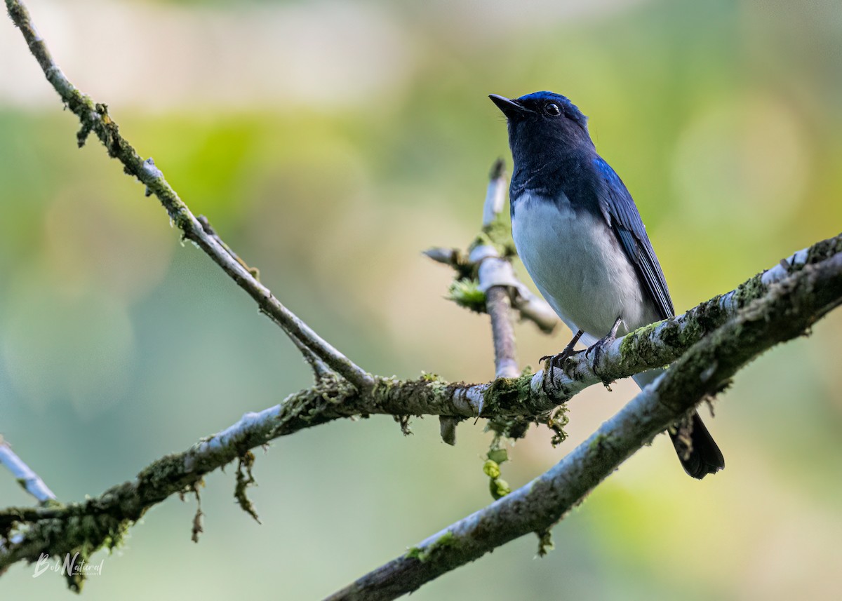 Blue-and-white Flycatcher - ML611619633