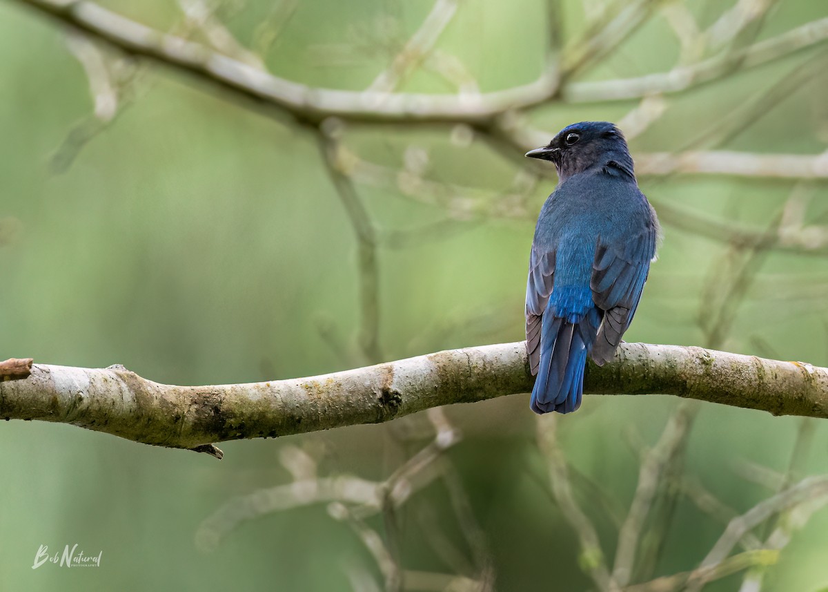 Blue-and-white Flycatcher - ML611619635