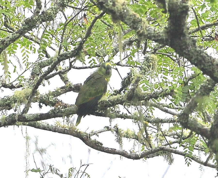 Turquoise-fronted Parrot - ML611620042