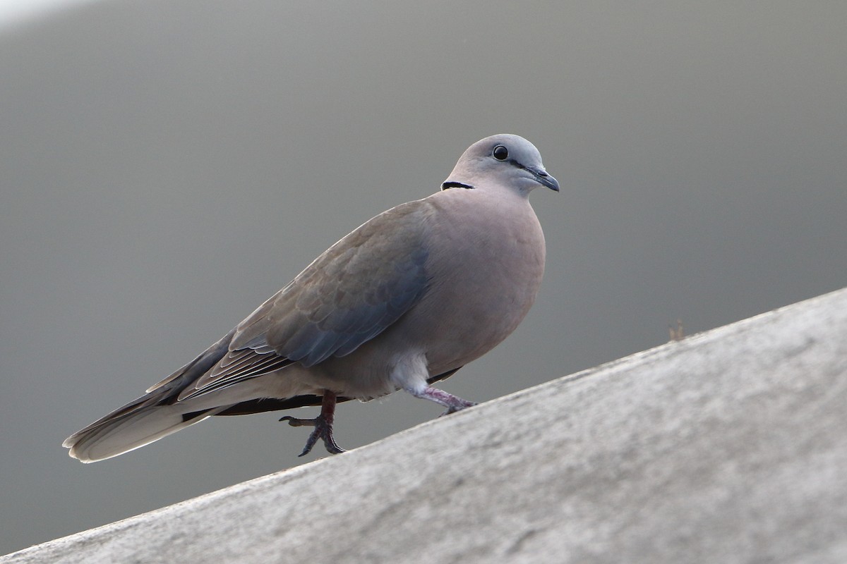 Ring-necked Dove - Ohad Sherer