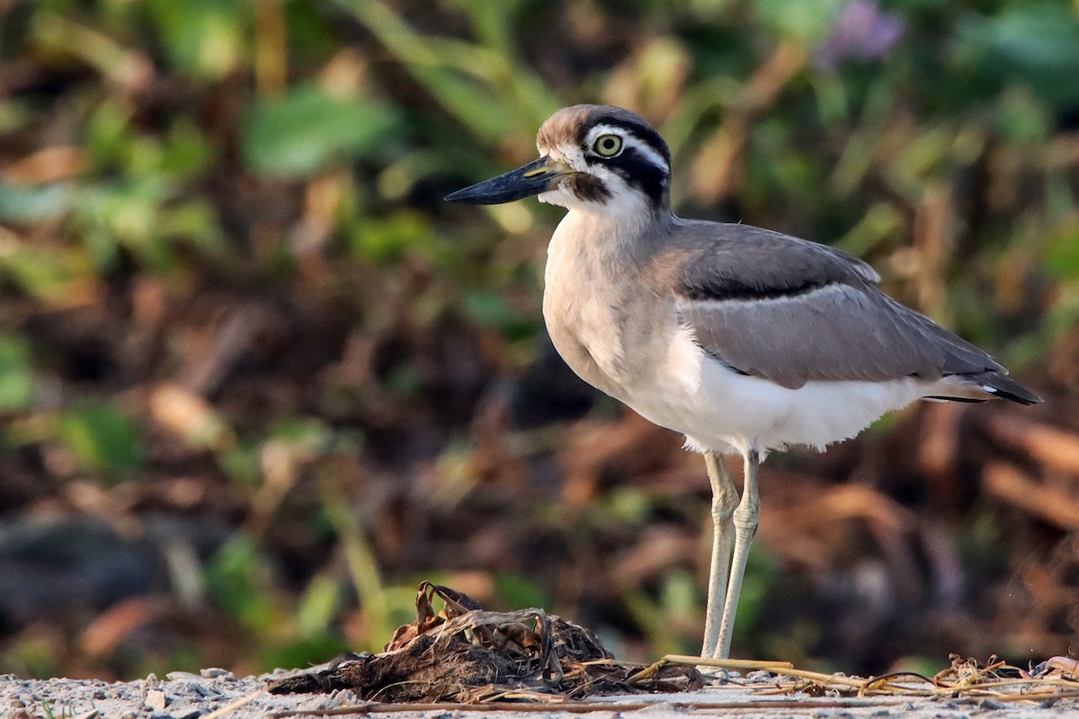 Great Thick-knee - ML611620347