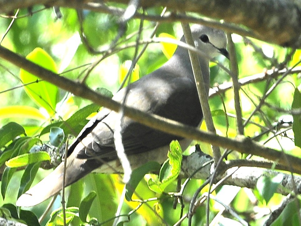 Large-tailed Dove - ML611620452