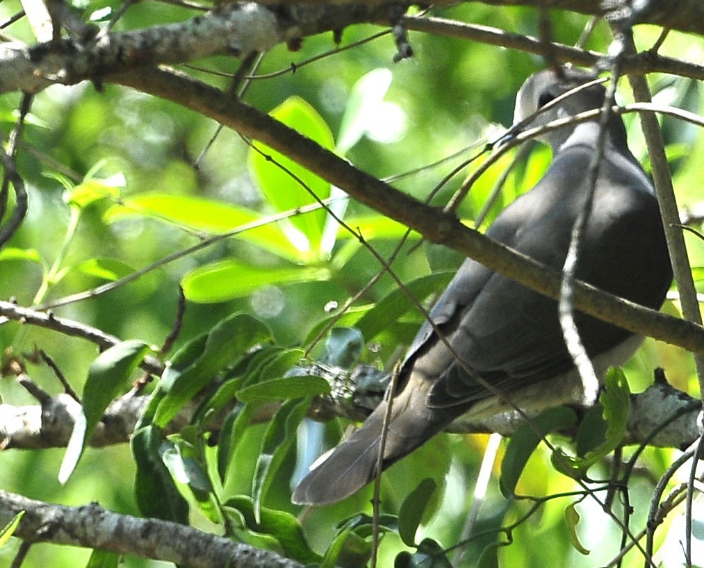 Large-tailed Dove - ML611620455