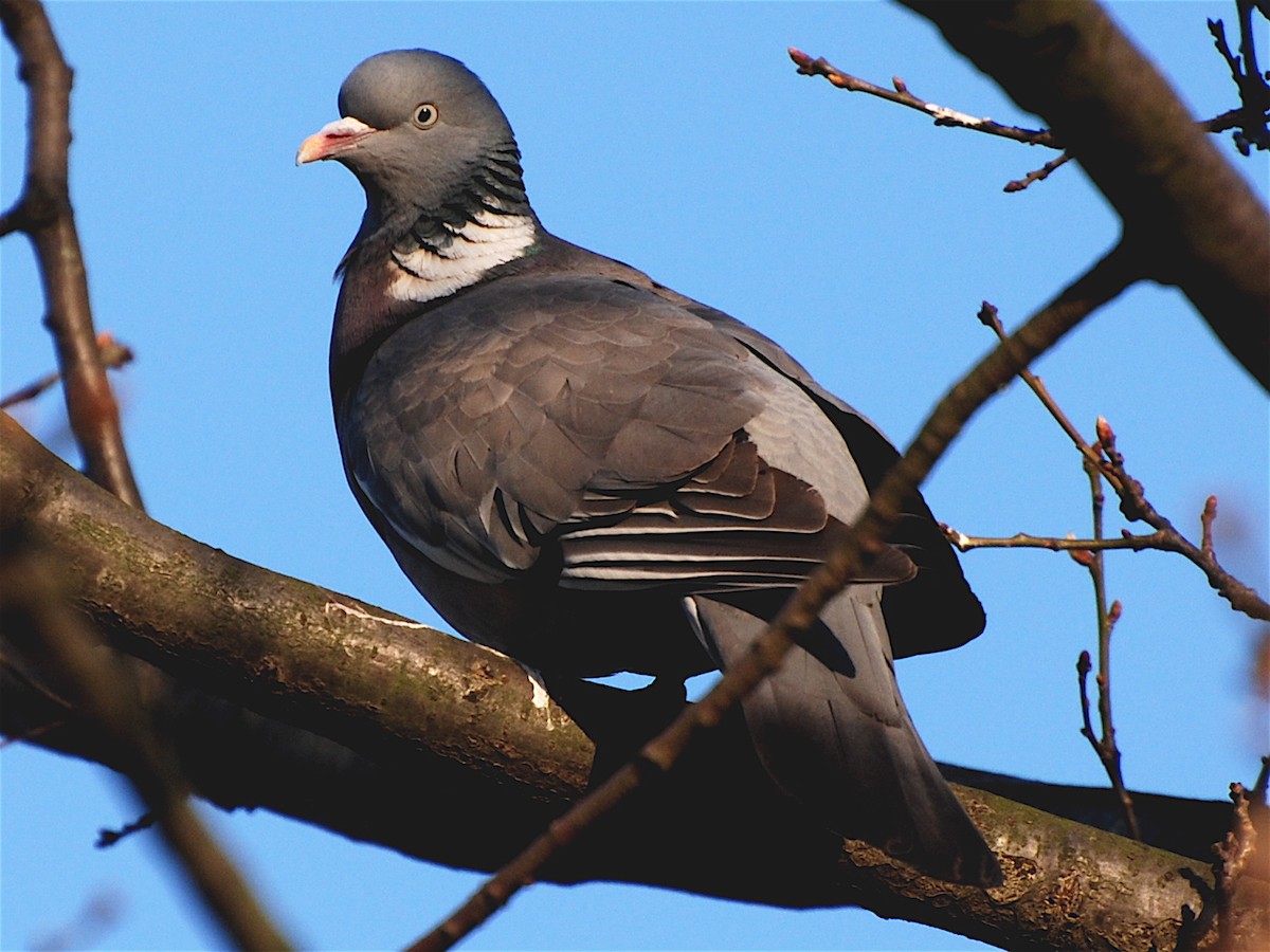 Common Wood-Pigeon - Alan Van Norman