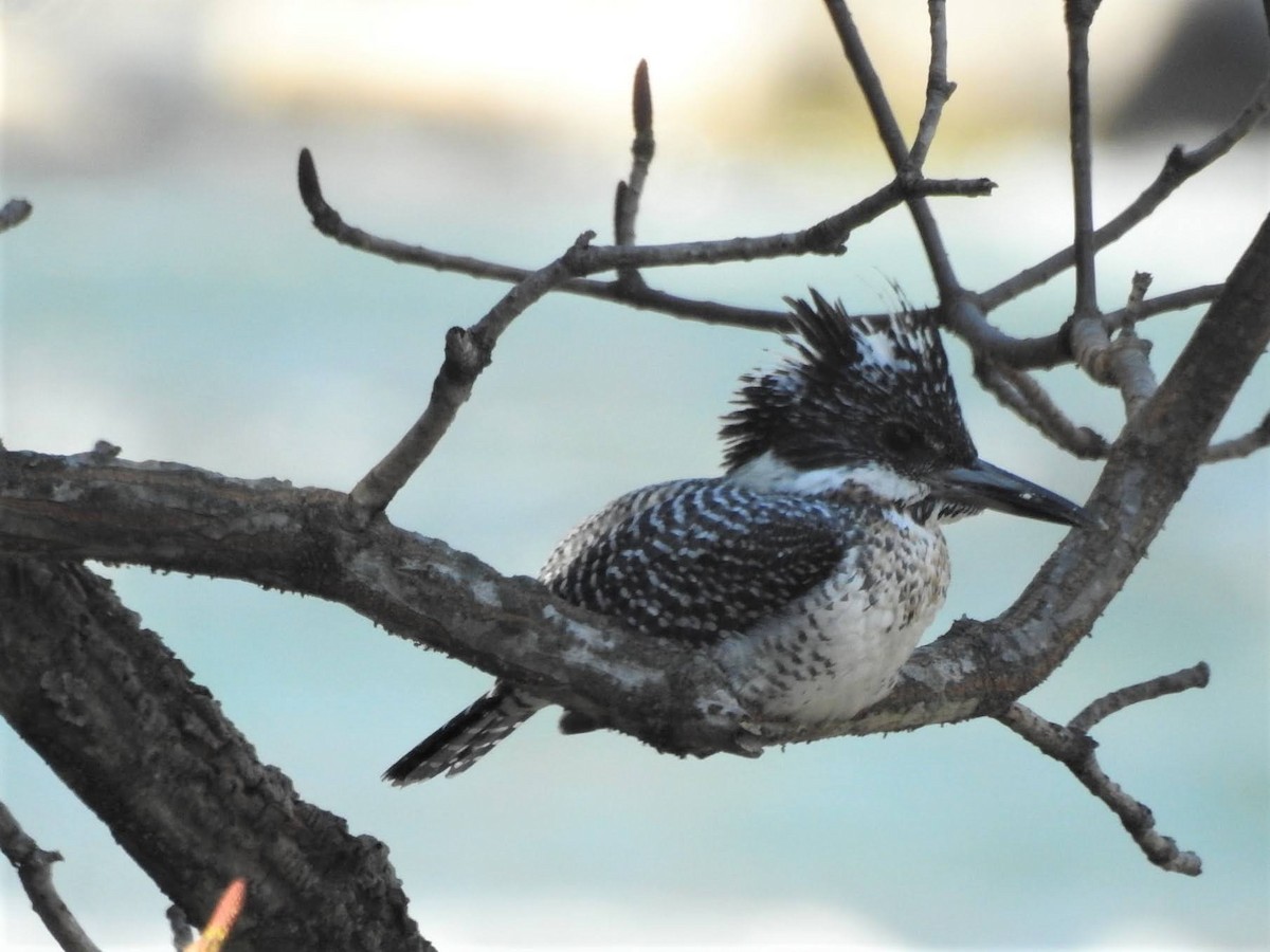 Crested Kingfisher - ML611620484