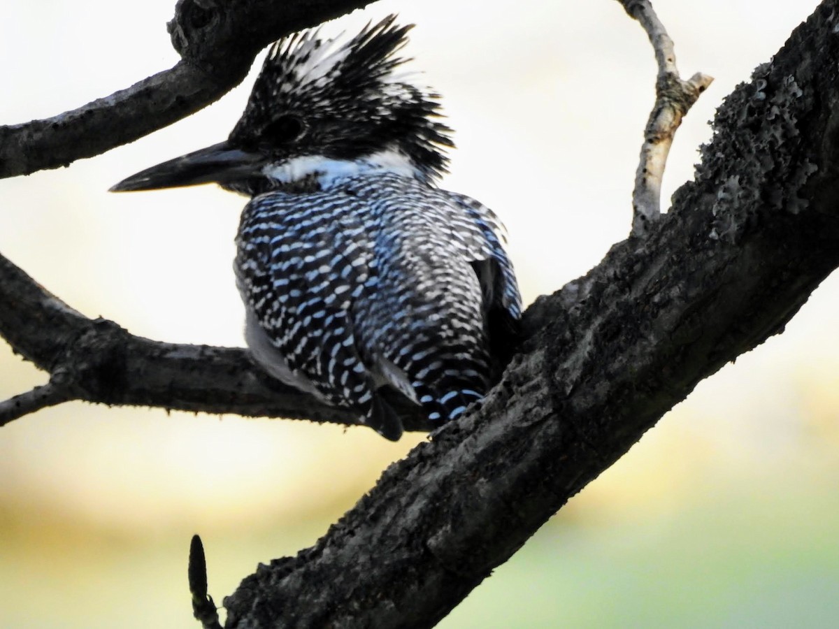 Crested Kingfisher - ML611620488