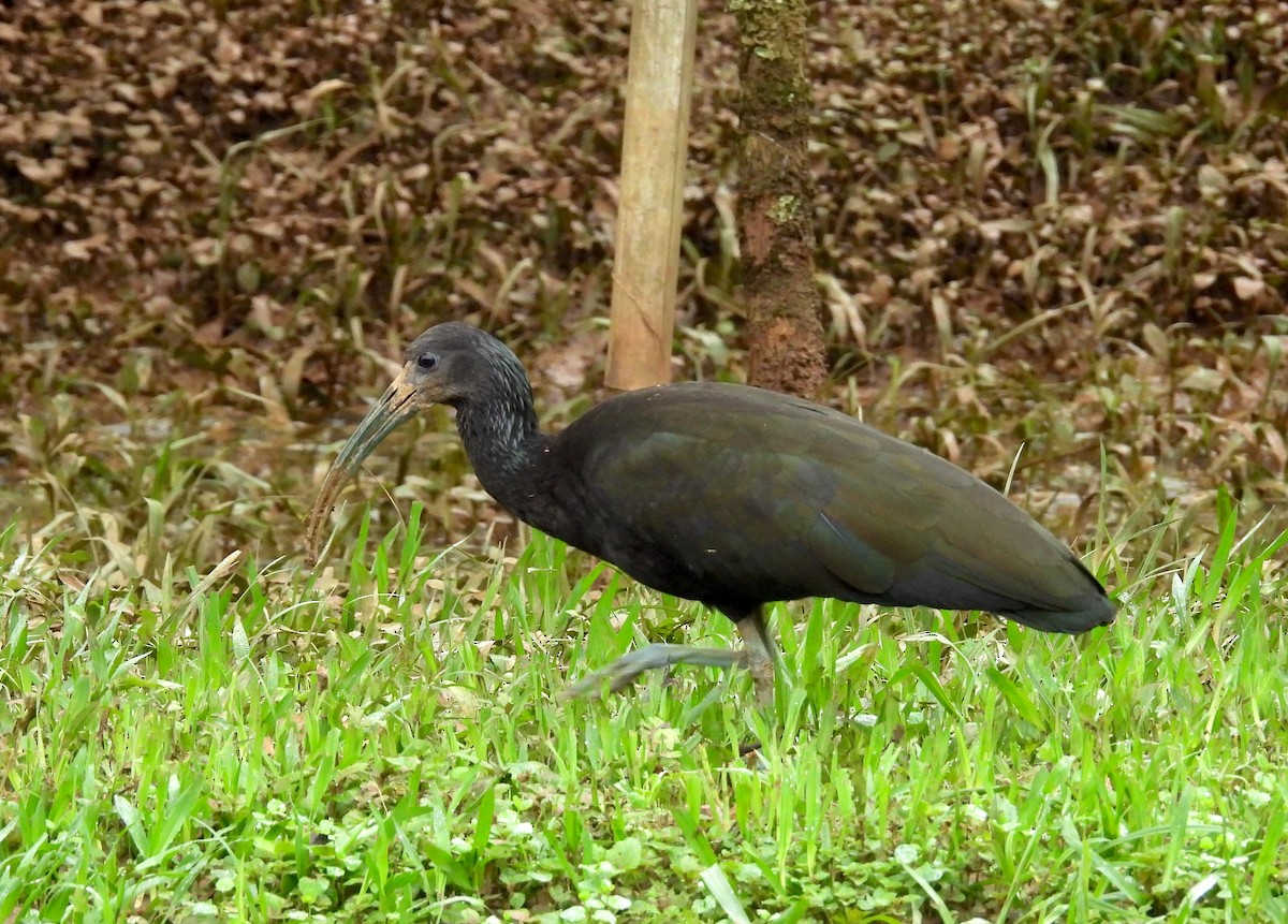 ibis zelený - ML611620882