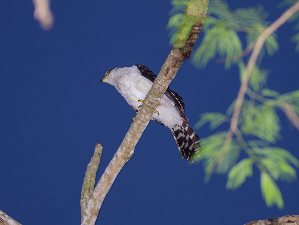 Collared Forest-Falcon - Vantuil Neves