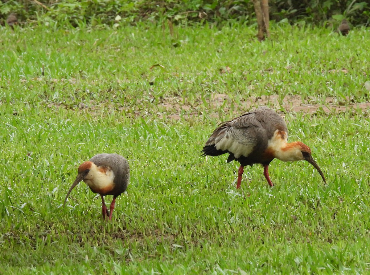 ibis bělokřídlý - ML611621005
