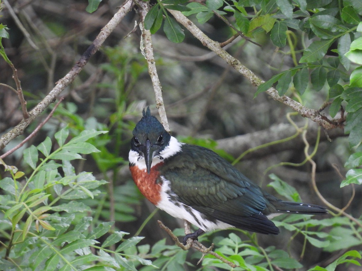 Amazon Kingfisher - Rodrigo Quadros