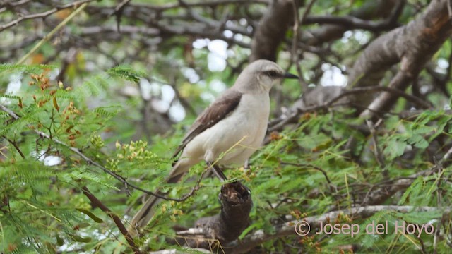 Tropical Mockingbird (Southern) - ML611621137