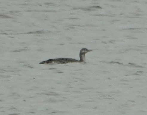 Red-throated Loon - ML611621238