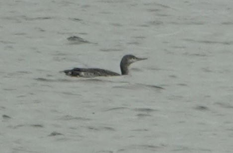 Red-throated Loon - ML611621240
