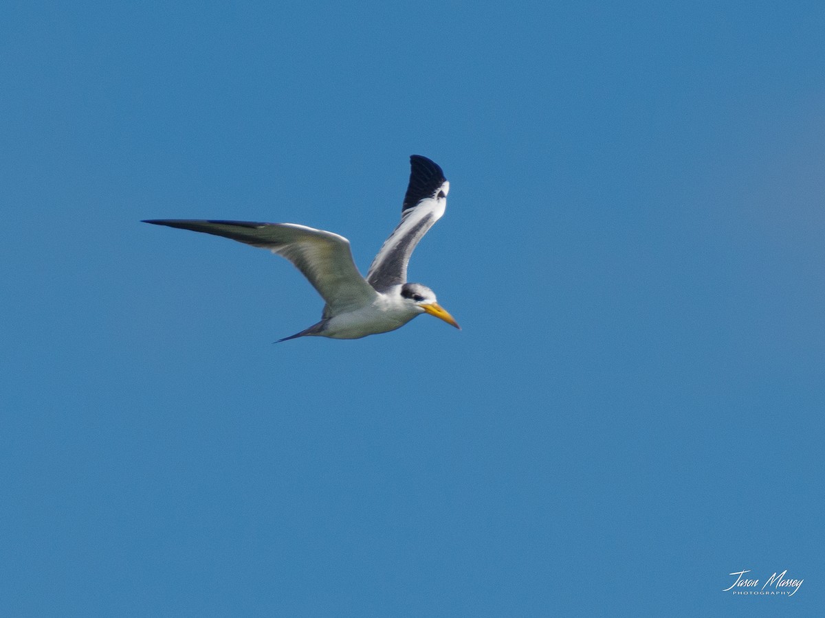 Large-billed Tern - Jason Massey