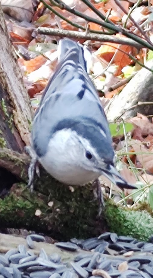 White-breasted Nuthatch - Ken Chaisson