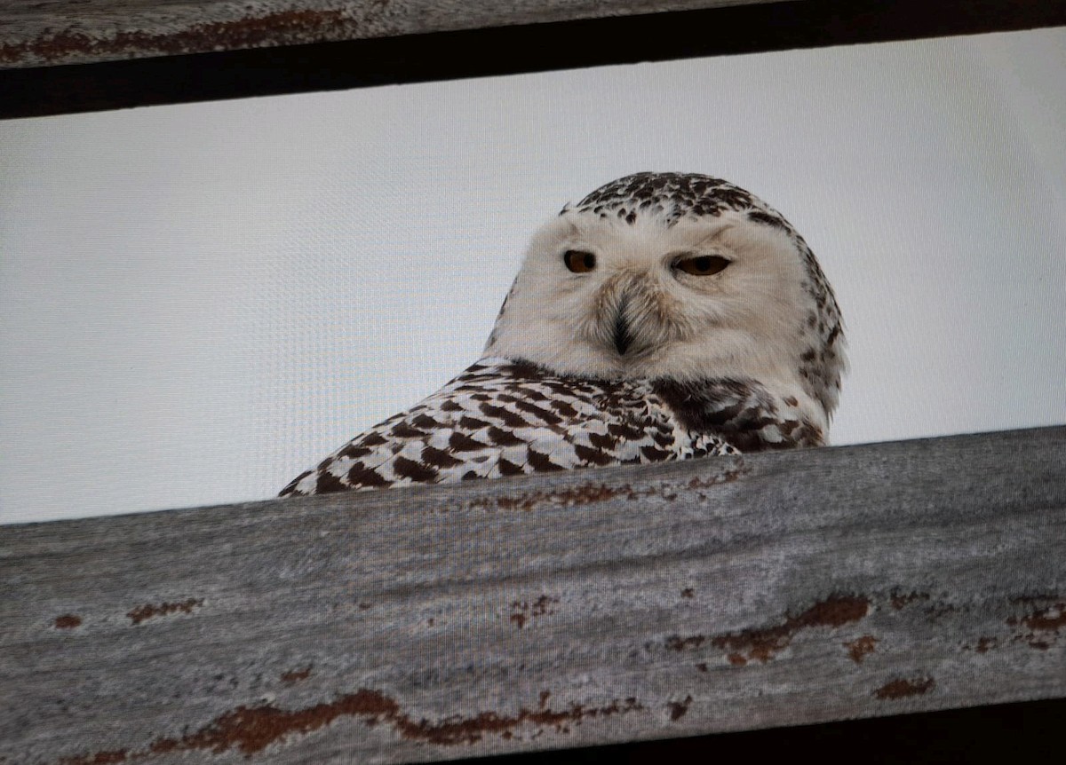 Snowy Owl - ML611621538