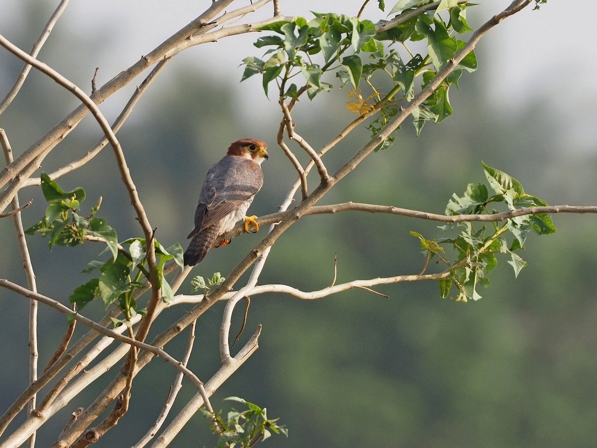 Red-necked Falcon - ML611621612