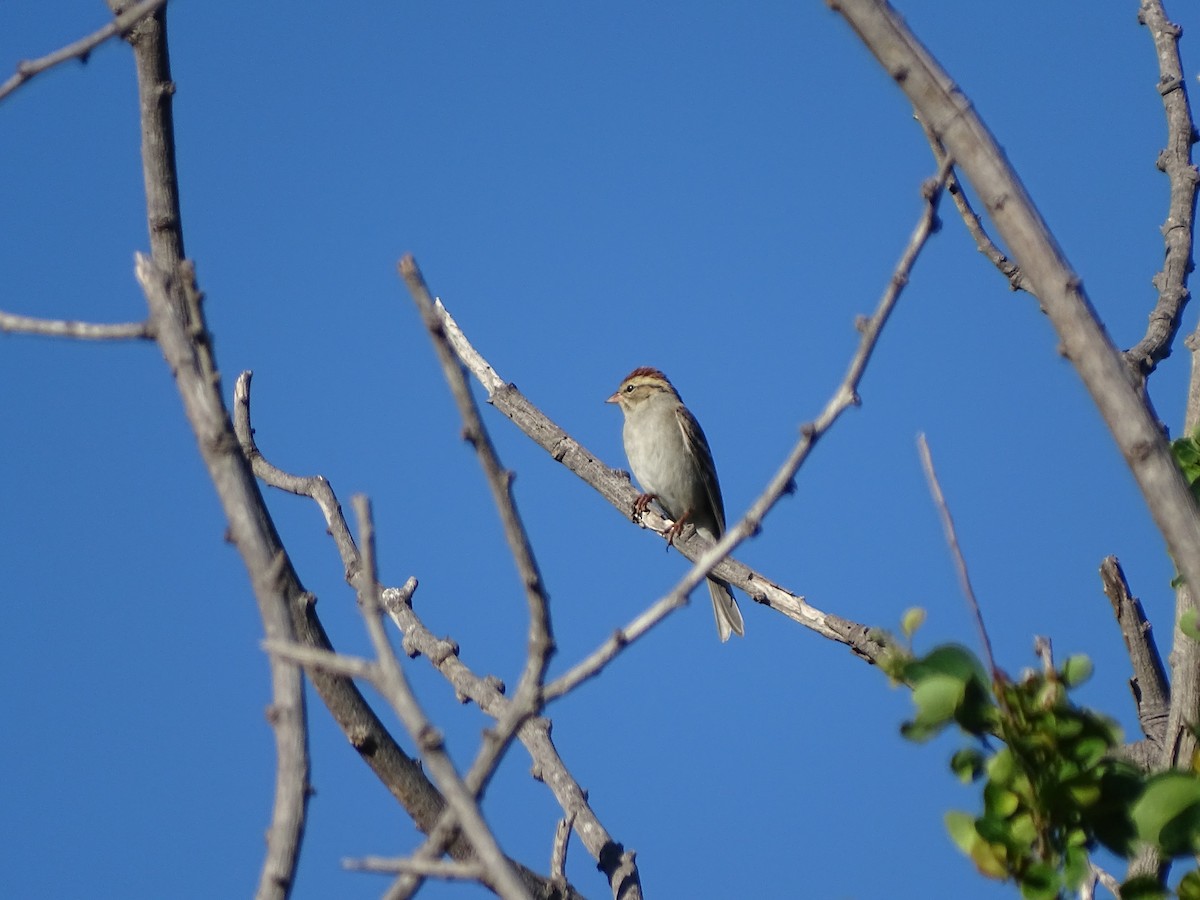 Chipping Sparrow - ML611621793