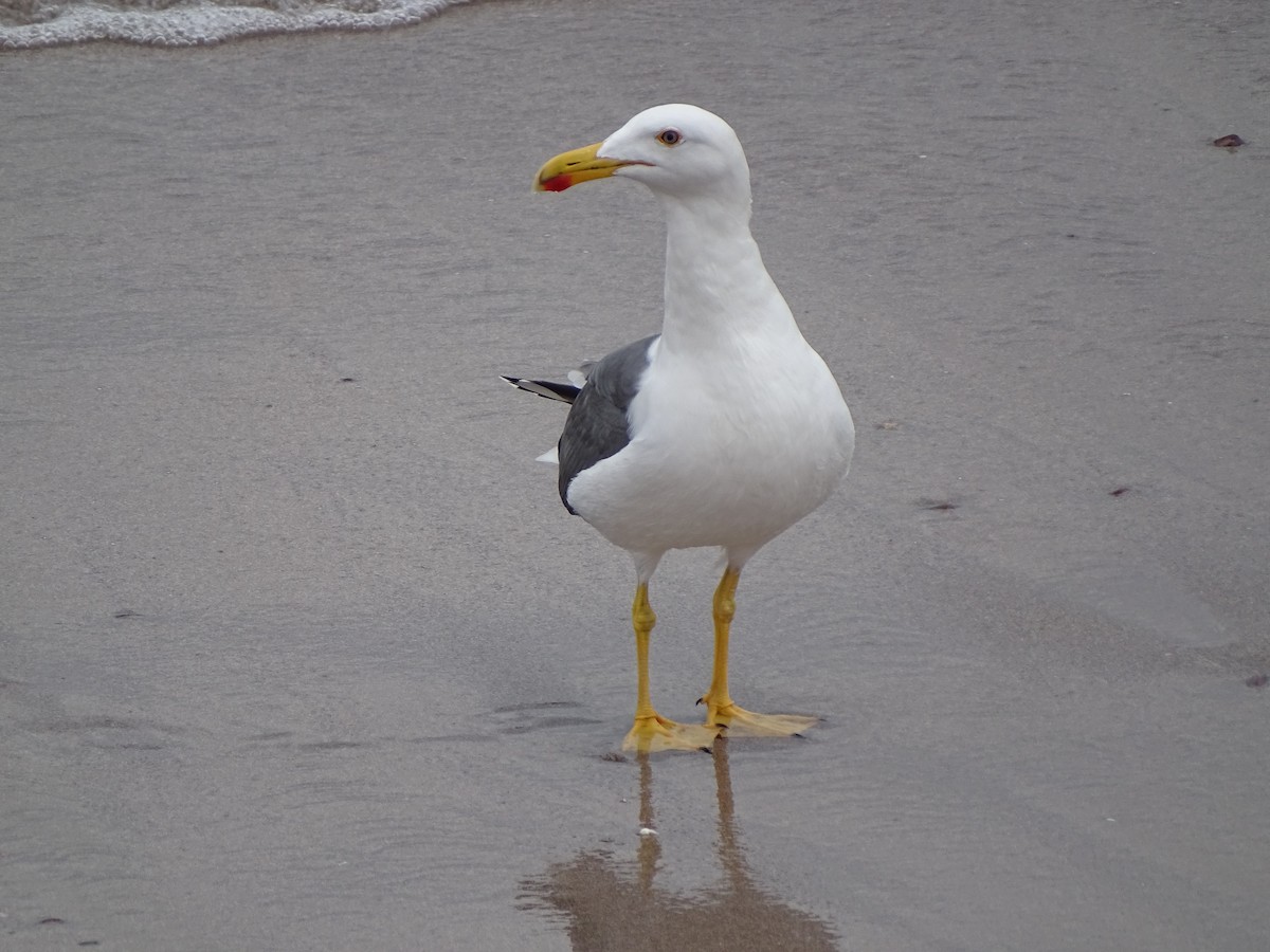 Yellow-footed Gull - ML611621884