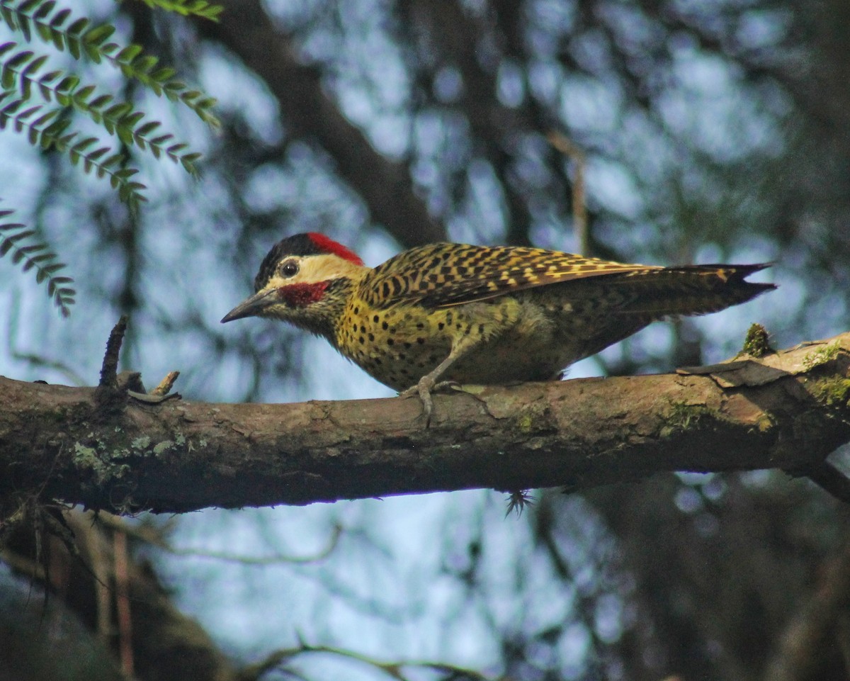 Green-barred Woodpecker (Green-barred) - ML611622148