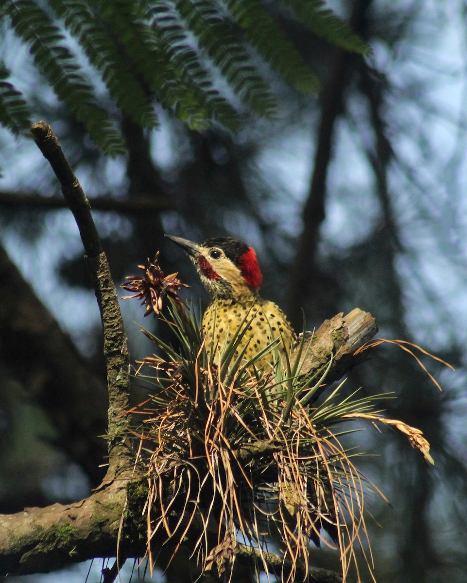 Green-barred Woodpecker (Green-barred) - ML611622150