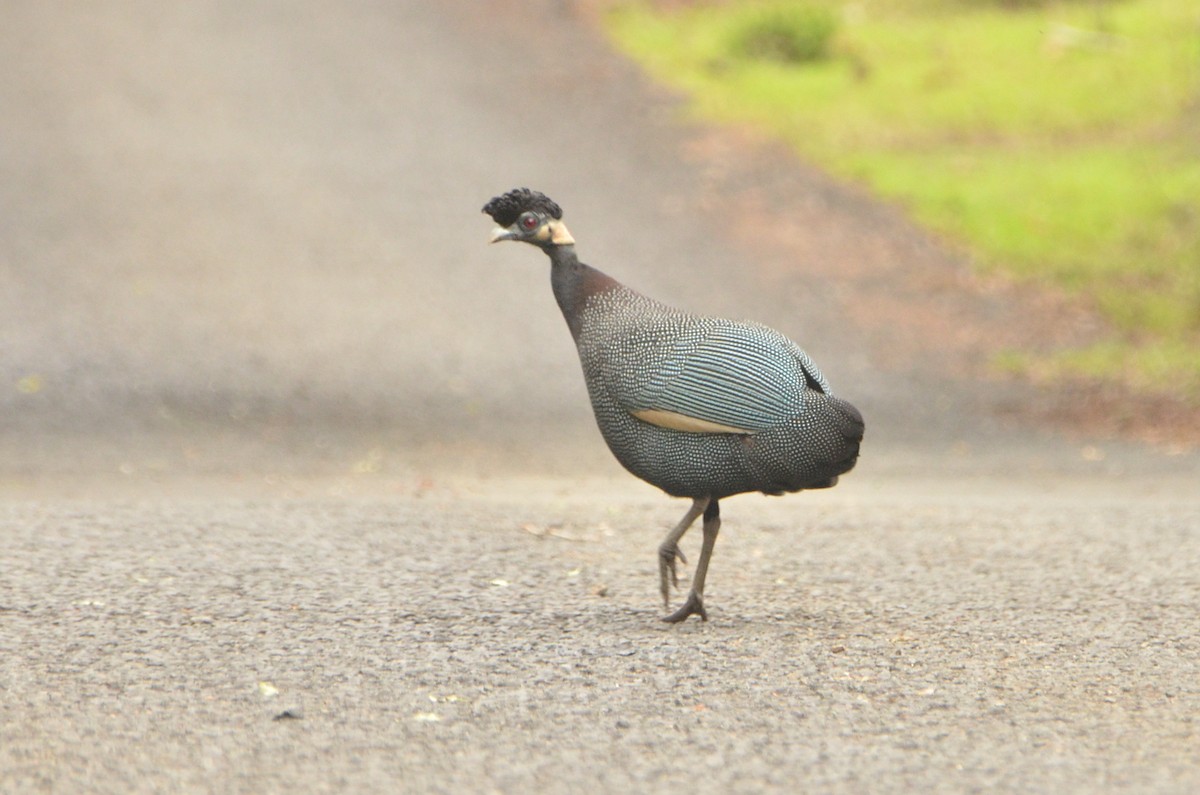 Southern Crested Guineafowl - ML611622177