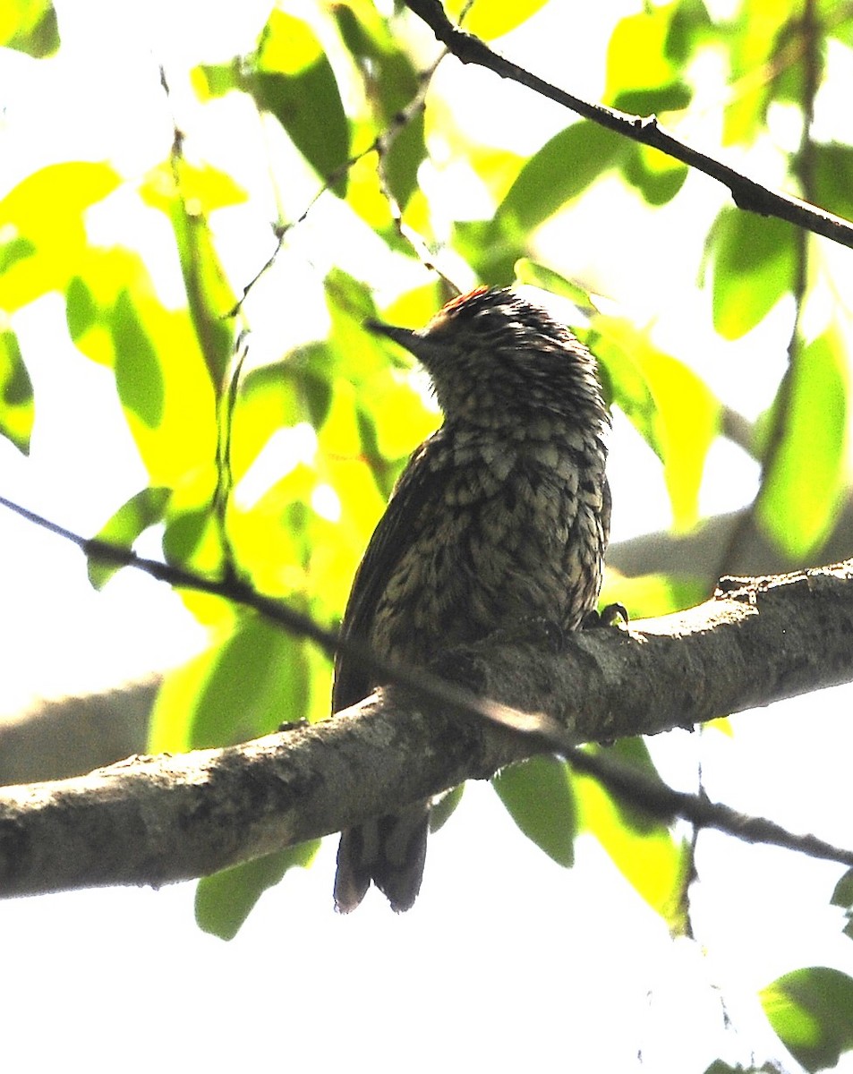 Ocellated Piculet - ML611622779