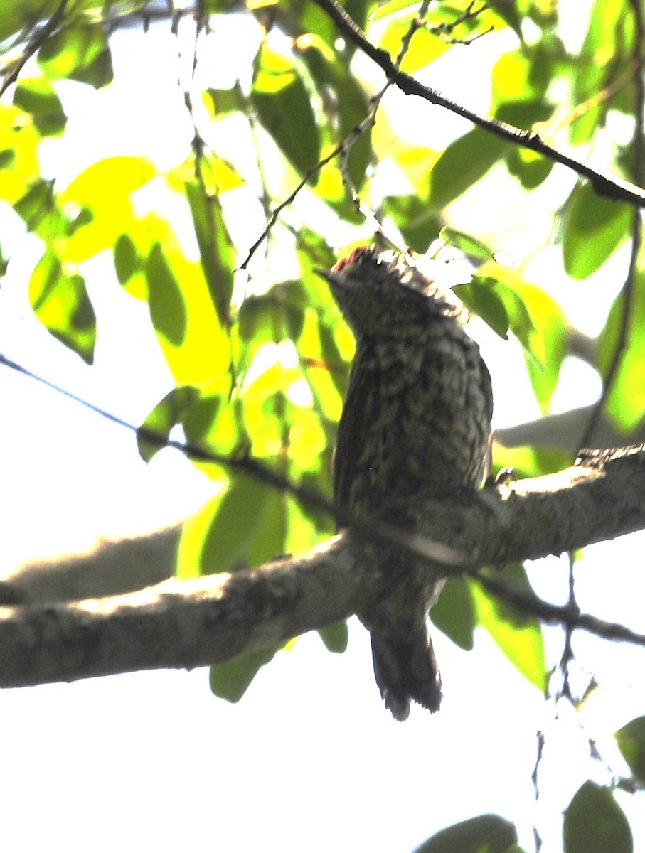 Ocellated Piculet - ML611622801