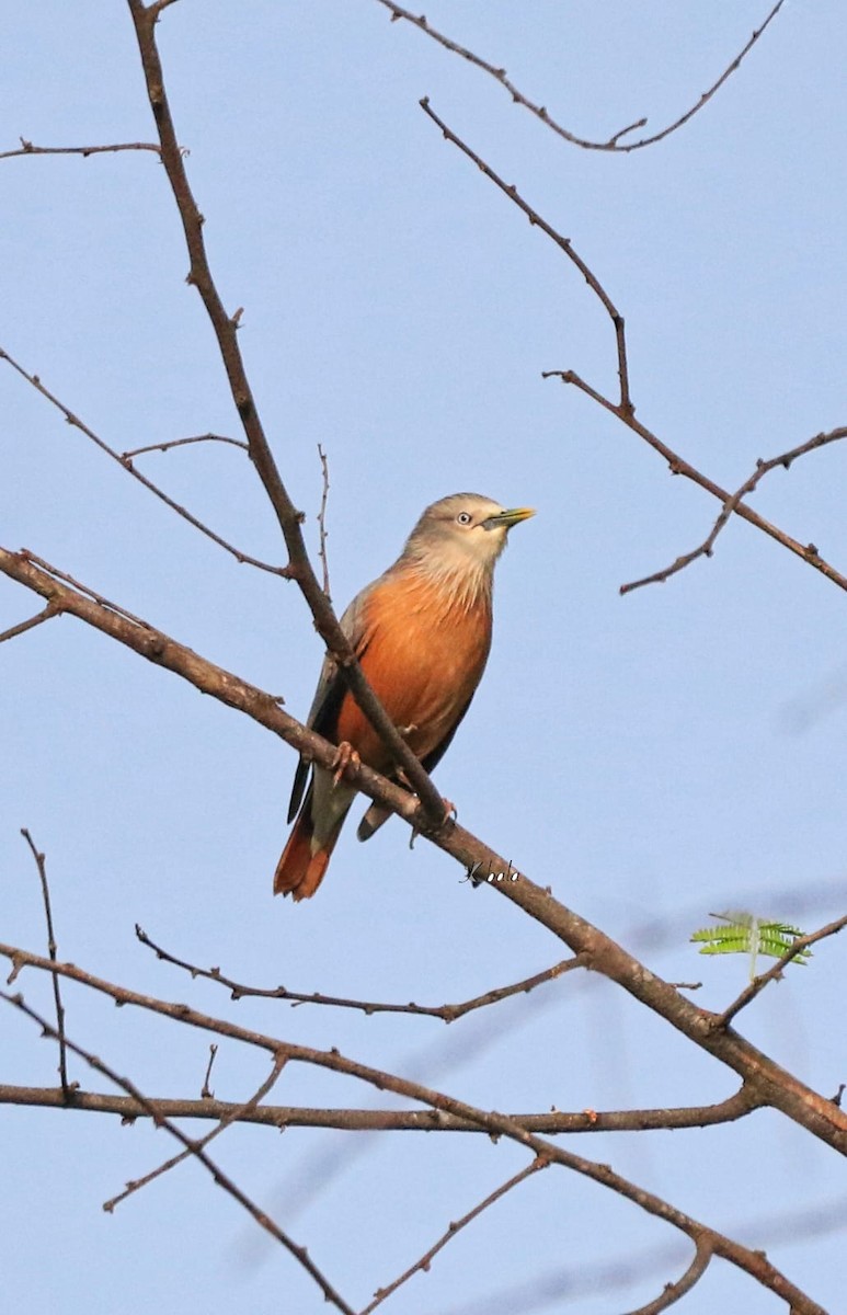 Chestnut-tailed Starling - ML611623037